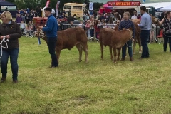 campsie show 2017 (2)