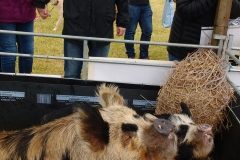 campsie show 2017 (28)