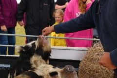 campsie show 2017 (29)