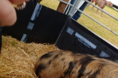 campsie show 2017 (31)