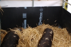 campsie show 2017 (32)