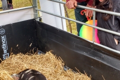 campsie show 2017 (33)