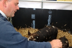 campsie show 2017 (34)