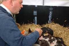 campsie show 2017 (36)