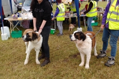 campsie show 2017 (47)