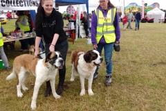 campsie show 2017 (48)